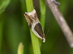 Vikkesigdvikler (Ancylis badiana)