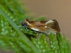 Skumringsvikler (Eulia ministrana)