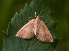 Blåbærmåler (Eulithis populata)