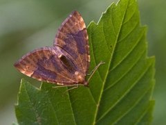 Blåbærmåler (Eulithis populata)