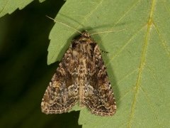 Slåttengfly (Apamea remissa)