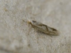 Argyresthia