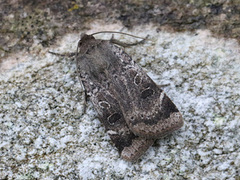 Variabelt båndfly (Noctua comes)