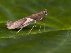 Caloptilia stigmatella