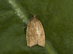 Nettflatvikler (Acleris rhombana)