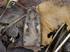 C-tegnet bakkefly (Xestia c-nigrum)