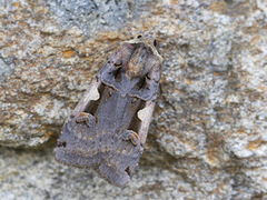 C-tegnet bakkefly (Xestia c-nigrum)