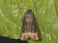 Langvingejordfly (Agrotis ipsilon)