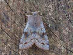 Variabelt seljefly (Orthosia incerta)