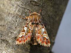 Furufly (Panolis flammea)