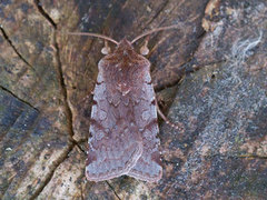 Fiolett vårfly (Cerastis rubricosa)