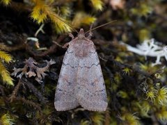 Barskogfly (Protolampra sobrina)