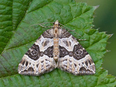 Geitramsdråpemåler (Ecliptopera silaceata)