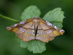 Fagermåler (Apeira syringaria)