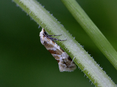 Gul malurtpraktvikler (Aethes kindermanniana)