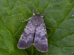 Mørkt klippefly (Standfussiana lucernea)