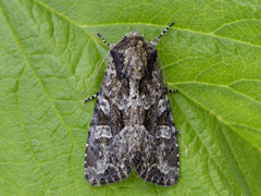 Slåttengfly (Apamea remissa)