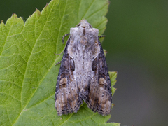 Sumpengfly (Lateroligia ophiogramma)