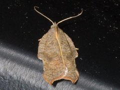 Grå-/konkavflatvikler (Acleris effractana/emargana)