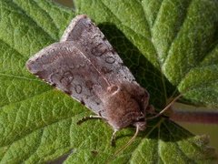 Fiolett vårfly (Cerastis rubricosa)