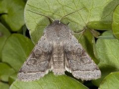 Brunbåndseljefly (Orthosia opima)