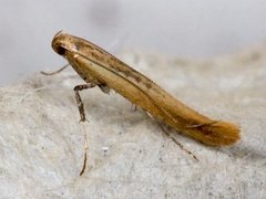 Caloptilia betulicola/elongella