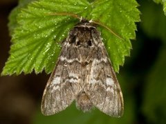 Lys eiketannspinner (Drymonia ruficornis)