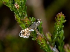 Glyphipterix forsterella