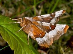 Praktmånemåler (Selenia tetralunaria)