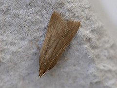 Helcystogramma rufescens