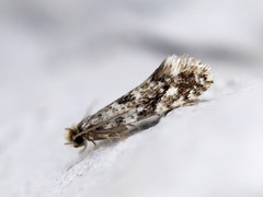 Vedkjukemøll (Nemapogon cloacella)