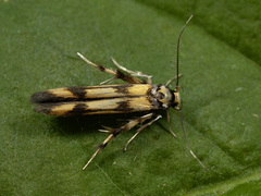 Stathmopoda pedella