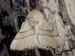 Okergul ringspinner (Malacosoma neustria)