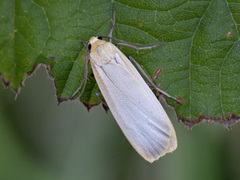 Barlavspinner (Eilema depressa)