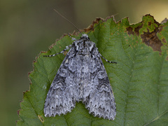 Grått hakefly (Polia nebulosa)