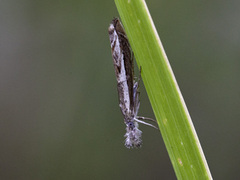 Blålig nebbmott (Platytes alpinella)