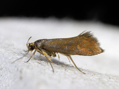 Crassa unitella