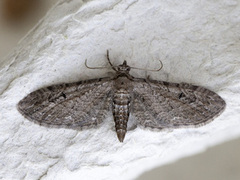 Malurtdvergmåler (Eupithecia innotata)