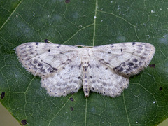 Flekkengmåler (Idaea dimidiata)