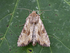 Gulbrunt engfly (Apamea sublustris)