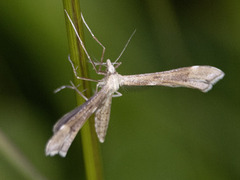 Ryllikfjærmøll (Gillmeria pallidactyla)