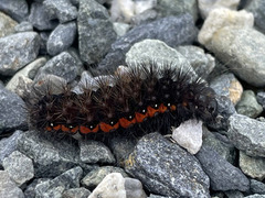 Myrkveldfly (Acronicta menyanthidis)