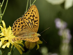 Keiserkåpe (Argynnis paphia)