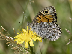 Sørringvinge (Lasiommata megera)