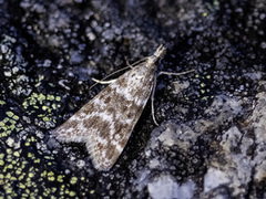 Heimosemott (Eudonia sudetica)