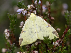 Sitronmåler (Opisthograptis luteolata)