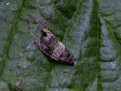 Moseprydvikler (Celypha aurofasciana)