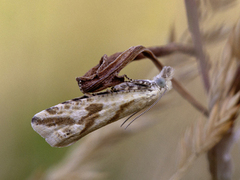 Sitronvikler (Thiodia citrana)