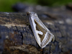 Starrglansfly (Deltote uncula)