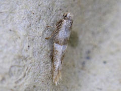 Cedestis subfasciella